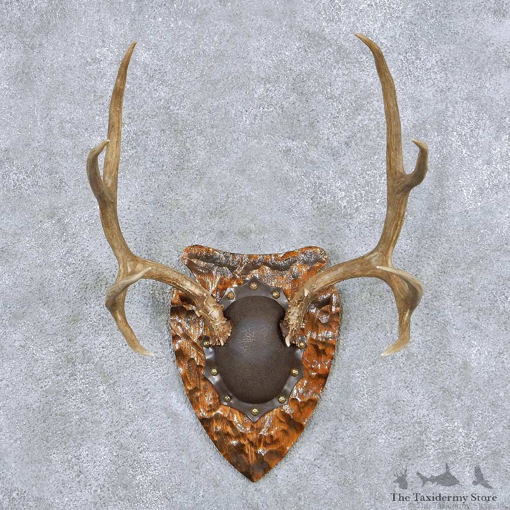 Whitetail Deer Antler Plaque Taxidermy Mount #13853 For Sale @ The Taxidermy Store