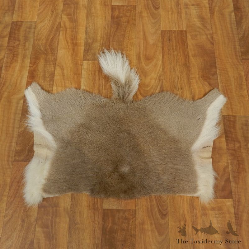 Reedbuck Hide Taxidermy Tanned Skin For Sale #17465 @ The Taxidermy Store
