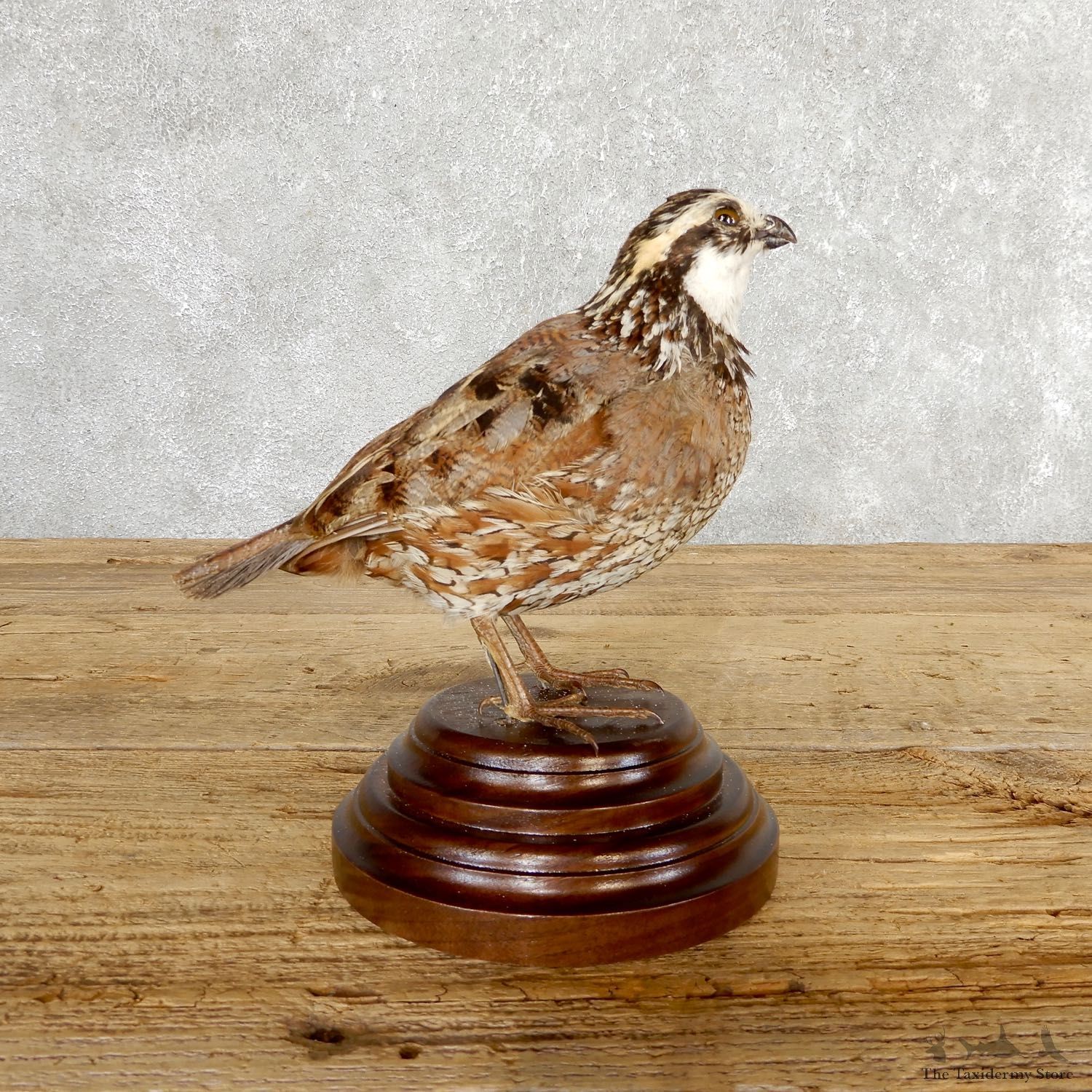 Bobwhite Quail Bird Mount For Sale #19792 @ The Taxidermy Store