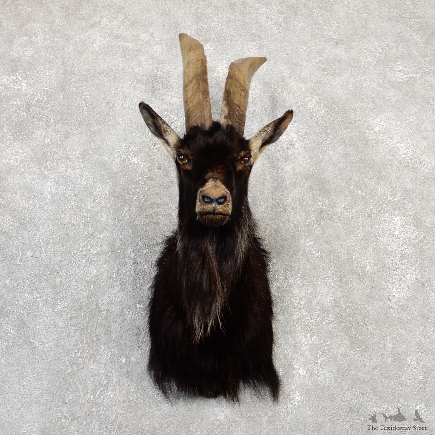 Feral Goat Shoulder Mount For Sale #20017 @ The Taxidermy Store