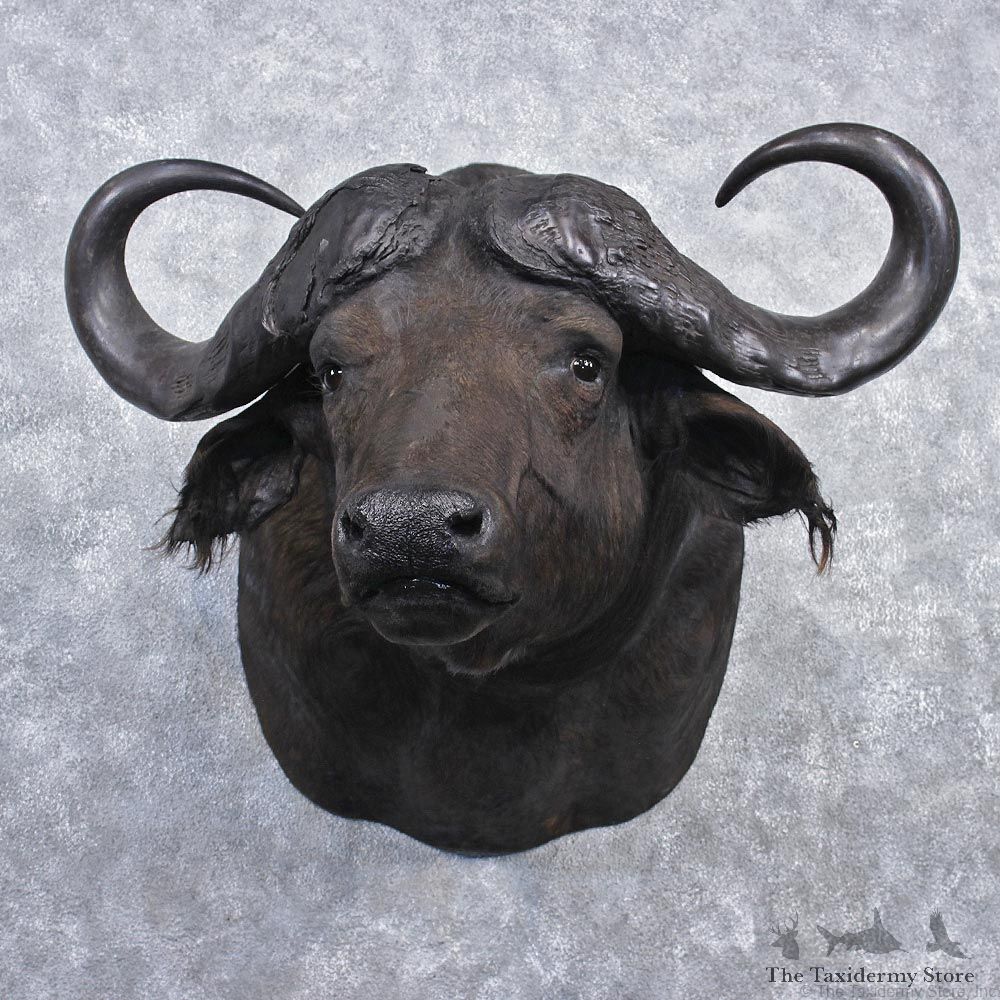 African Cape Buffalo Shoulder Taxidermy Head Mount #12535 For Sale @ The Taxidermy Store