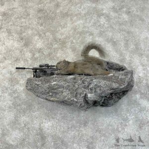 Sniper Squirrel Novelty Mount For Sale #31475 @ The Taxidermy Store