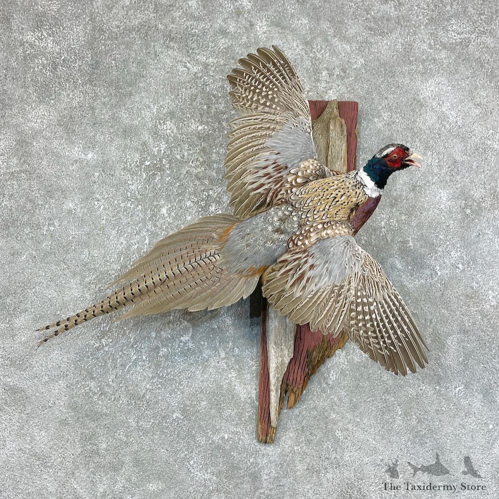 Ringneck Pheasant Bird Mount For Sale #25694 @ The Taxidermy Store