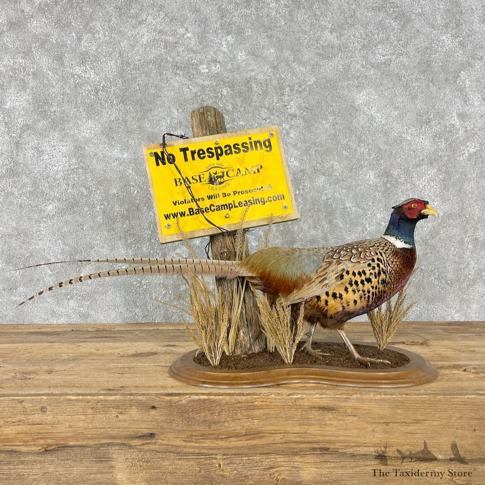 Ringneck Pheasant Bird Mount For Sale #26789 @ The Taxidermy Store