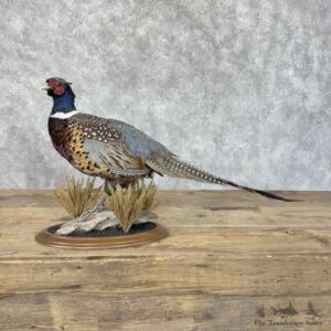 Ringneck Pheasant Bird Mount For Sale #30543 @ The Taxidermy Store