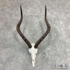 Impala Skull & Horn European Mount For Sale #21964 @ The Taxidermy Store