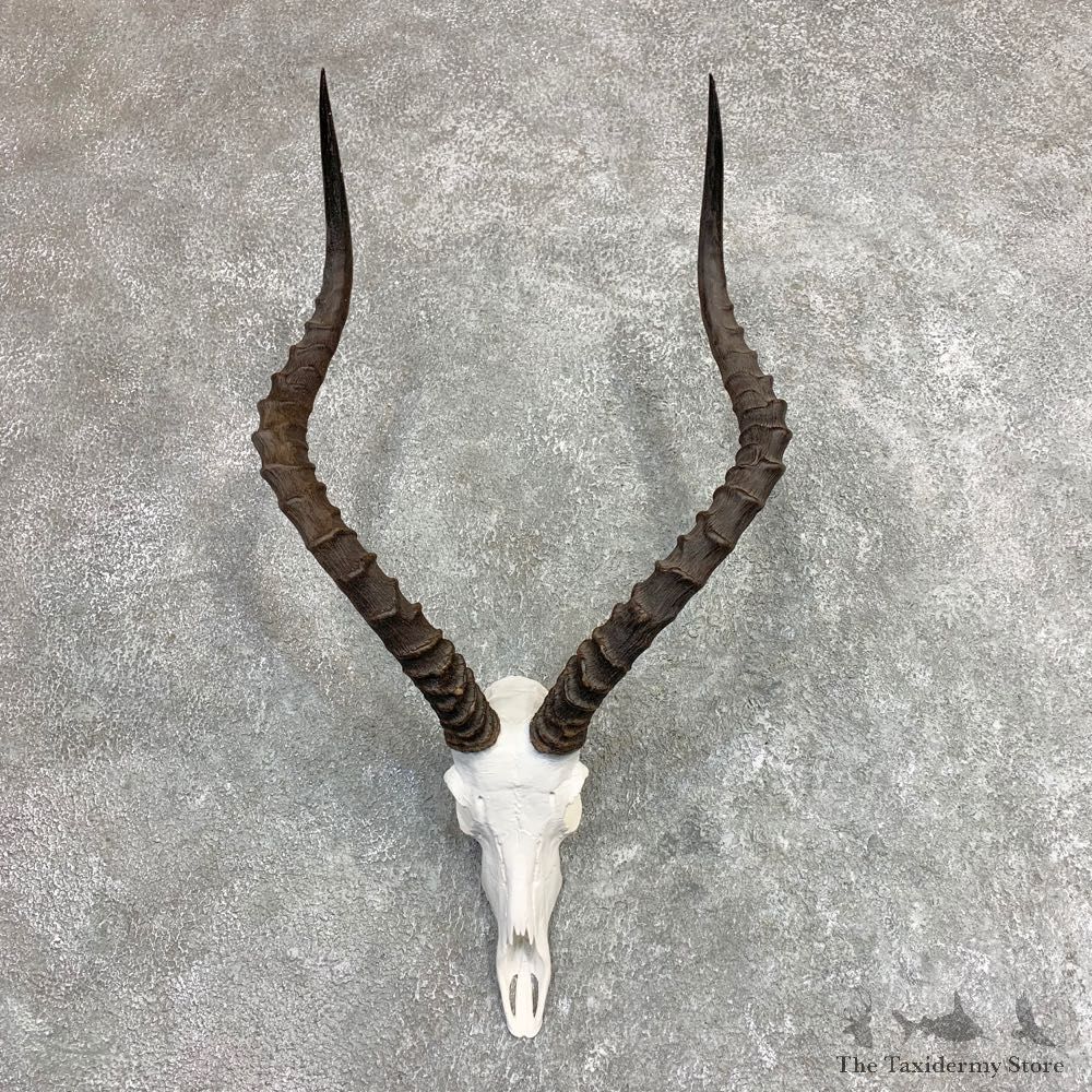 Impala Skull & Horn European Mount For Sale #21964 @ The Taxidermy Store
