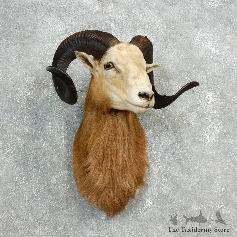 Corsican Ram Shoulder Mount For Sale #17810 @ The Taxidermy Store
