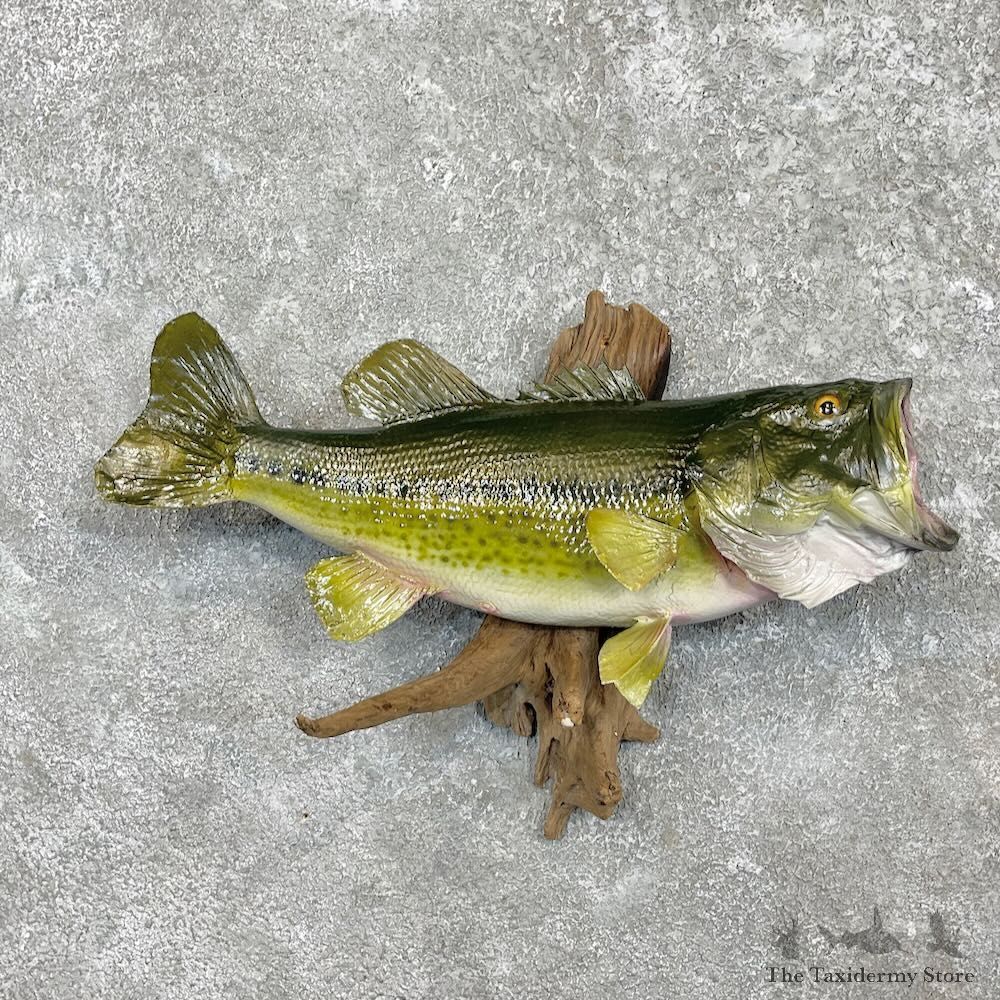 Largemouth Bass Fish Mount For Sale #27435 @ The Taxidermy Store