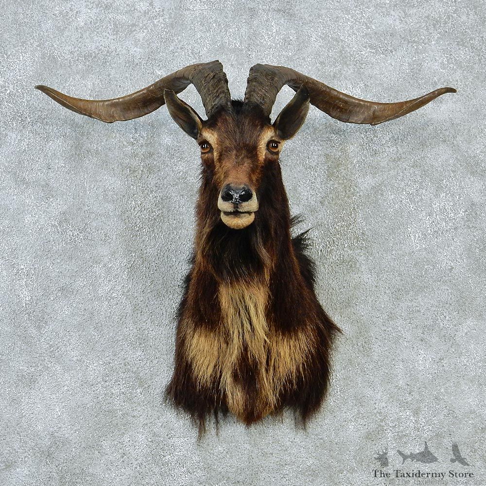 Catalina Goat Shoulder Taxidermy Head Mount #12844 For Sale @ The Taxidermy Store