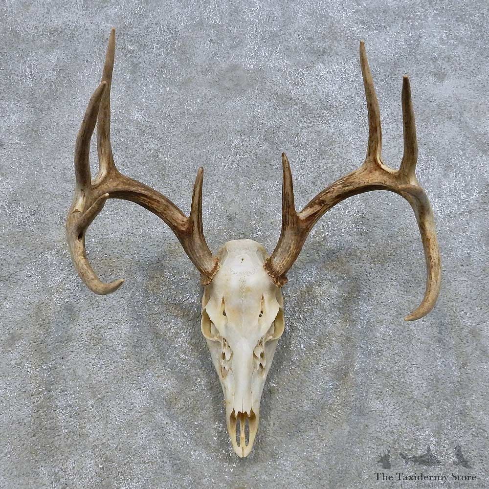 Whitetail Deer Skull European Mount For Sale #14672 @ The Taxidermy Store