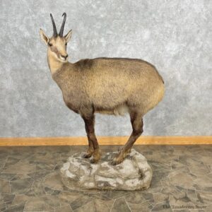Chamois Life-Size Mount For Sale #26881 @ The Taxidermy Store