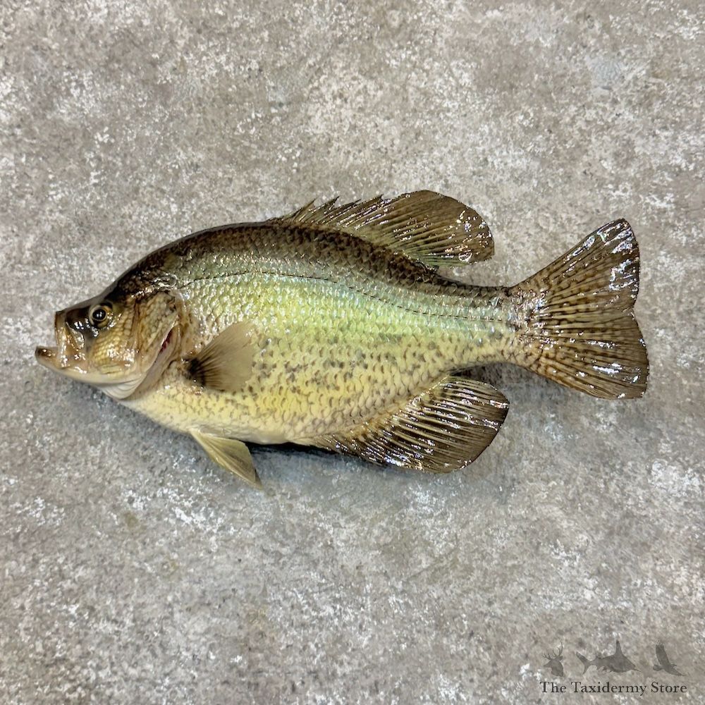 White Crappie Fish Mount For Sale #30069 @ The Taxidermy Store