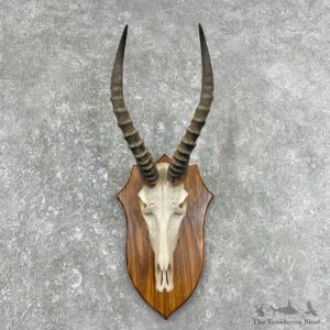 Blesbok Skull & Horn European Mount For Sale #25907 @ The Taxidermy Store