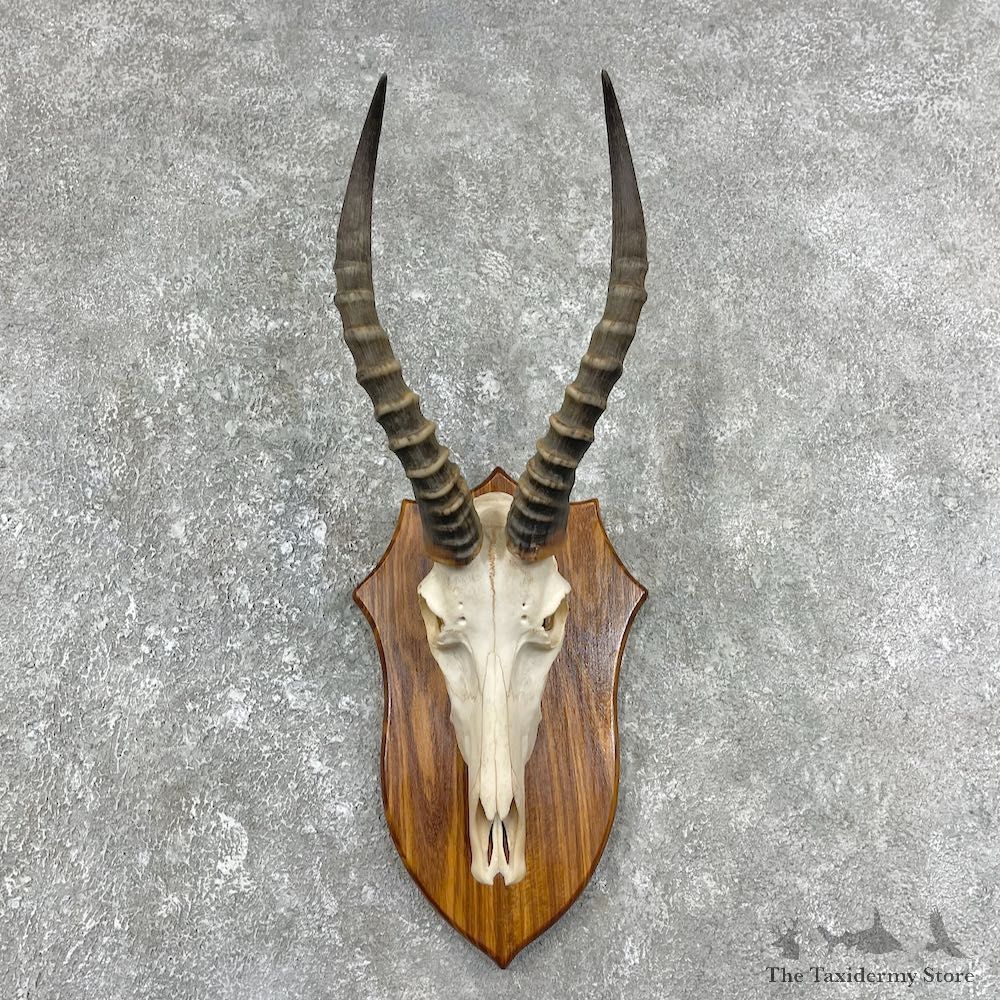 Blesbok Skull & Horn European Mount For Sale #25907 @ The Taxidermy Store