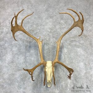 Caribou Skull & Horn European Mount For Sale #21993 @ The Taxidermy Store