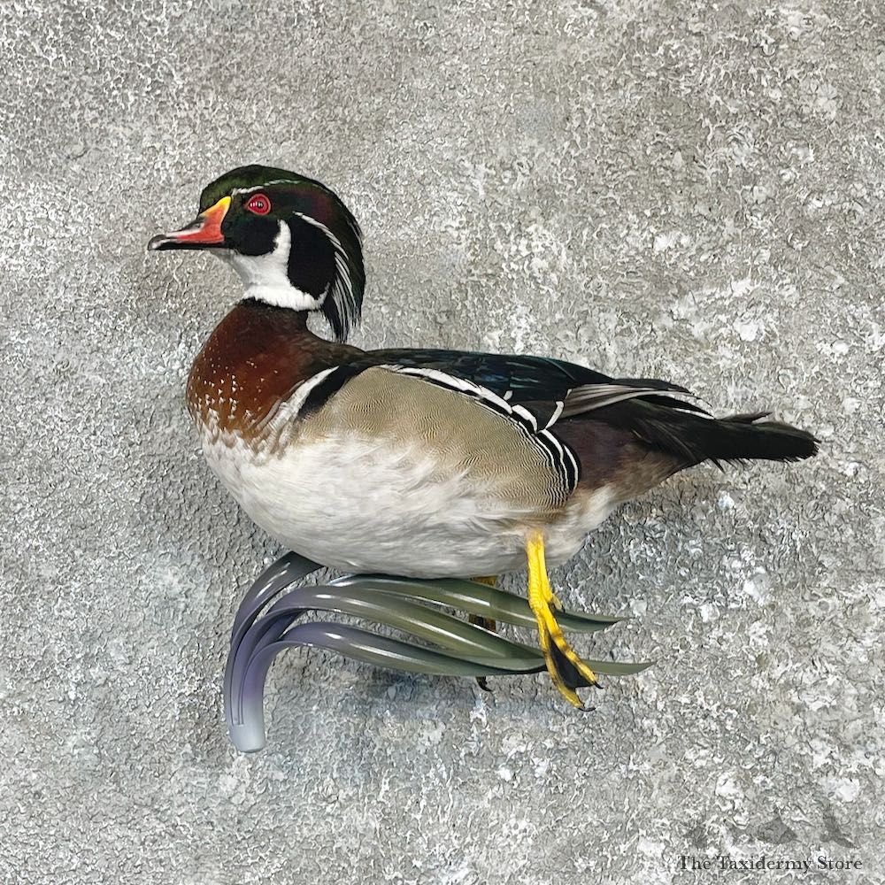 Wood Duck Bird Mount For Sale #26488 - The Taxidermy Store