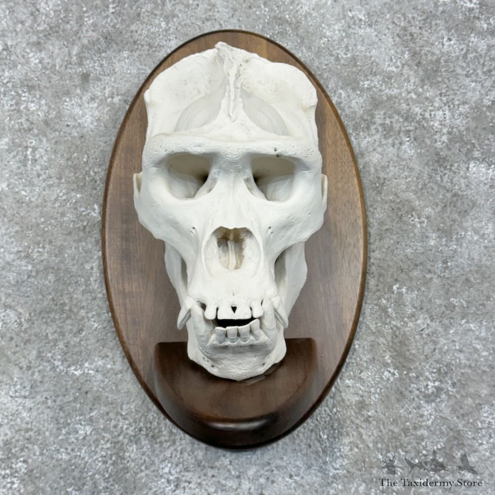 Reproduction Gorilla Skull Mount For Sale #28953 @ The Taxidermy Store