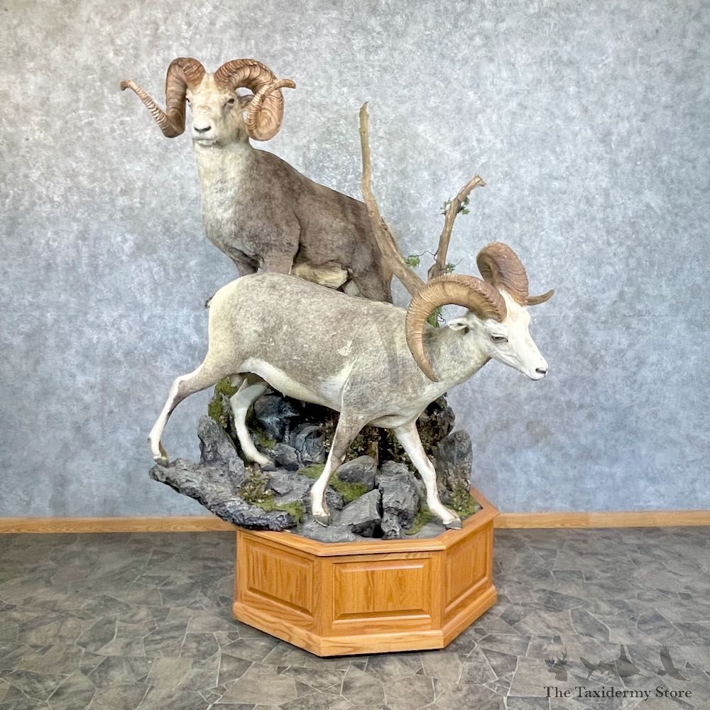Stone Sheep Life-Size Mount For Sale #26214 @ The Taxidermy Store