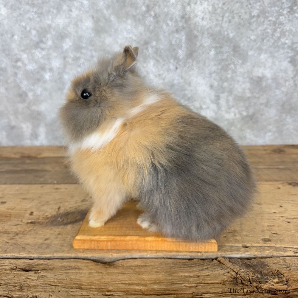 Teddy Dwarf Rabbit Life-size Mount For Sale #30196 @ The Taxidermy Store