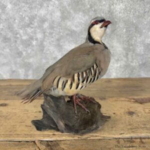 Chukar Partridge Life-Size Mount For Sale #31613 @ The Taxidermy Store