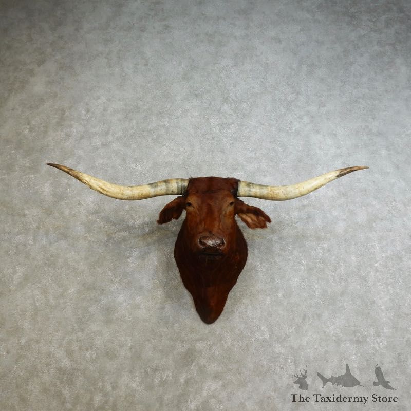 Texas Longhorn Shoulder Mount For Sale #17238 @ The Taxidermy Store
