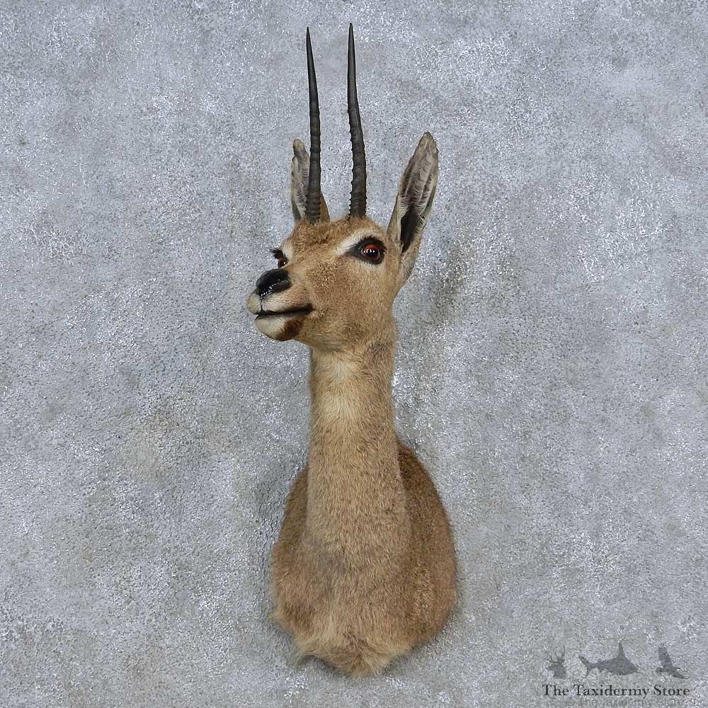 Grey Rhebok Shoulder Mount For Sale #14576 @ The Taxidermy Store