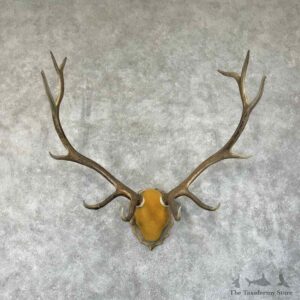 Rocky Mountain Elk Plaque Mount For Sale #31349 @ The Taxidermy Store