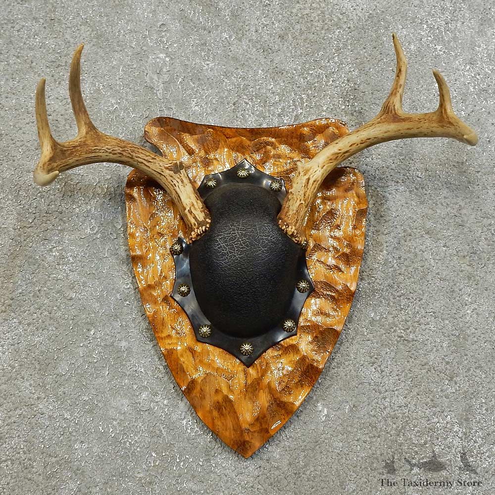 Whitetail Deer Antler Plaque For Sale #15996 @ The Taxidermy Store