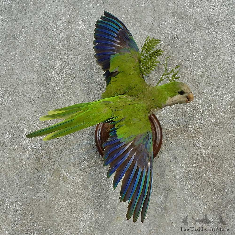 Monk Parakeet Bird Mount For Sale #16651 @ The Taxidermy Store