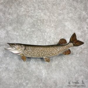 Northern Pike Fish Taxidermy Mount For Sale #26144 @ The Taxidermy Store