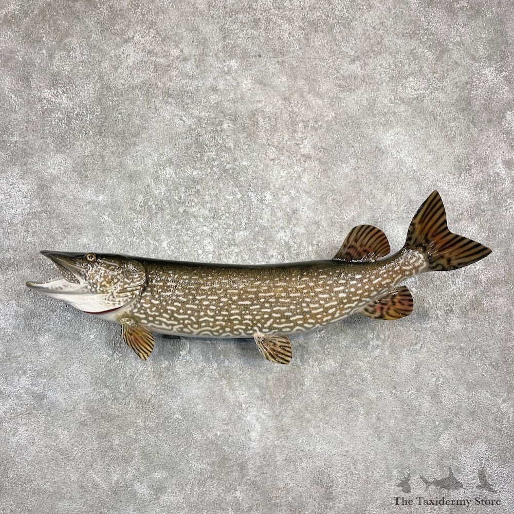 Northern Pike Fish Taxidermy Mount For Sale #26144 @ The Taxidermy Store