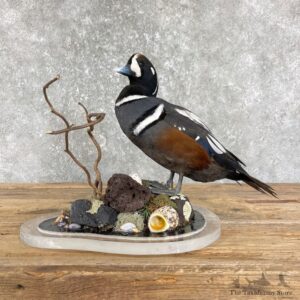 Harlequin Duck Taxidermy Bird Mount For Sale #26195 @ The Taxidermy Store