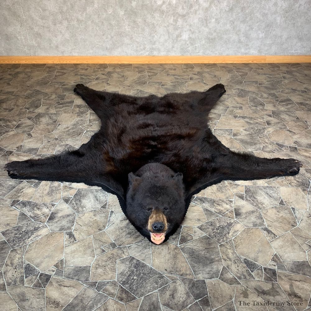 Black Bear Full-Size Rug For Sale #21961 - The Taxidermy Store
