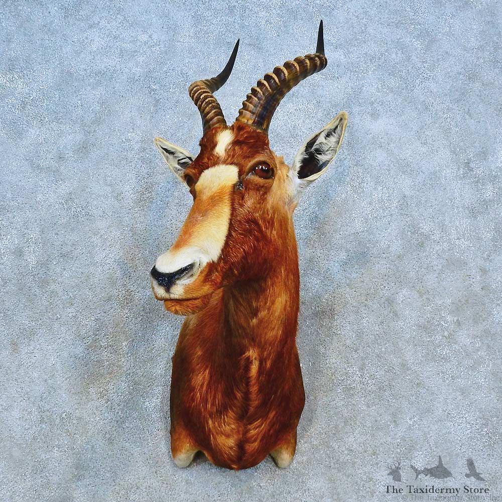 African Blesbok Shoulder Mount For Sale #15542 @ The Taxidermy Store