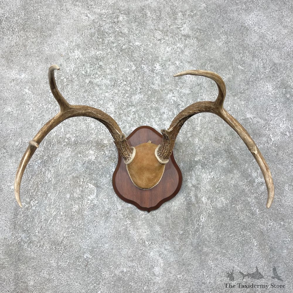 Whitetail Deer Antler Plaque Mount For Sale #26228 @ The Taxidermy Store