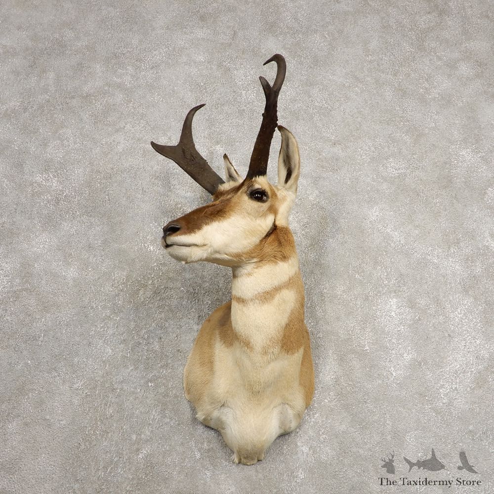 Pronghorn Antelope Shoulder Mount For Sale #20469 @ The Taxidermy-Store