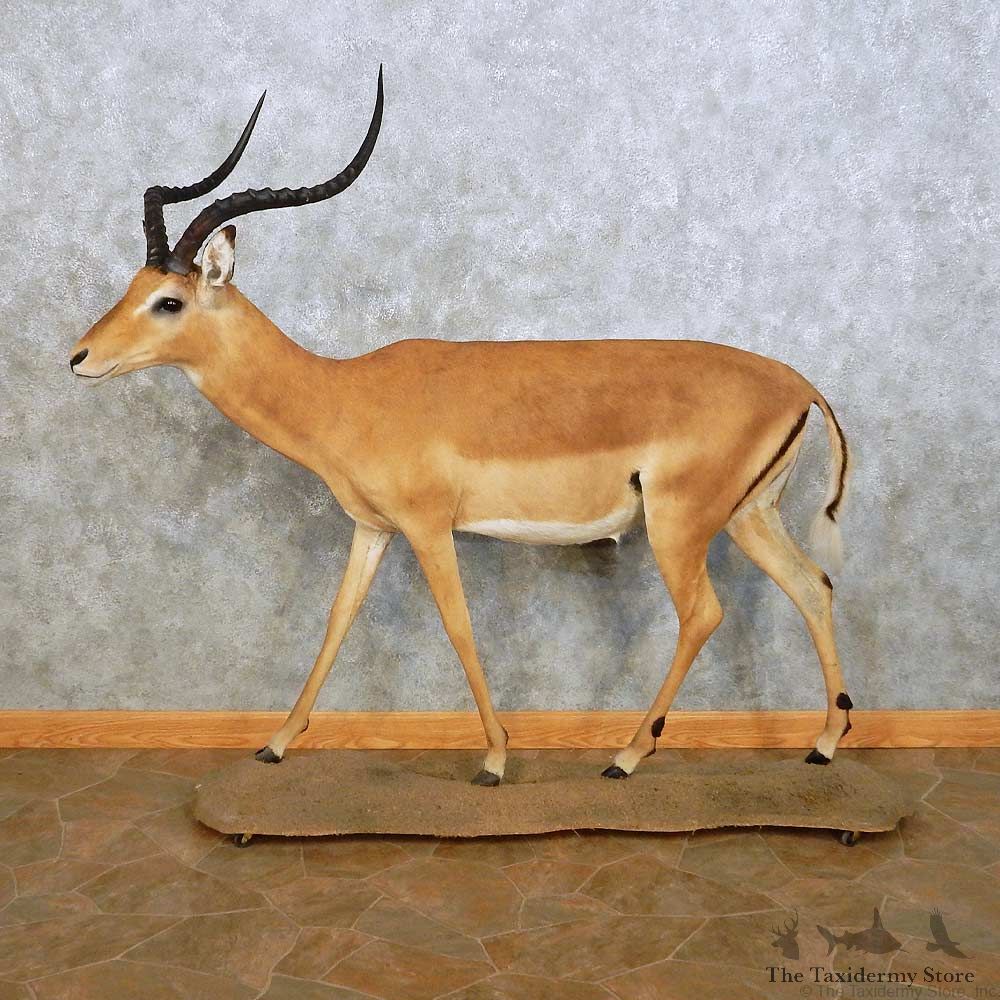 Impala Life Size Mount For Sale #14075 @ The Taxidermy Store