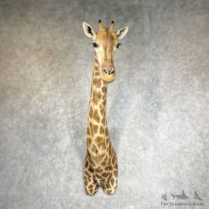 African Giraffe Shoulder Mount For Sale #27299 @ The Taxidermy Store