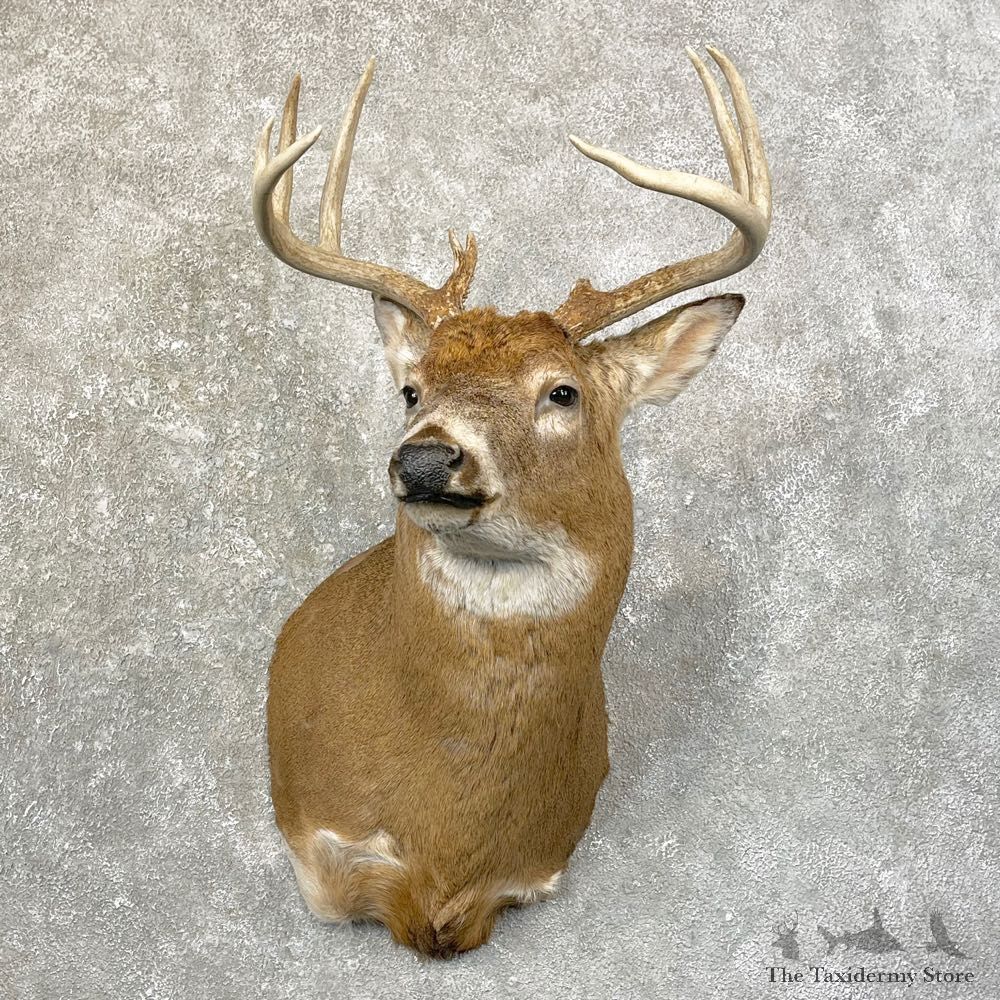 Whitetail Deer Shoulder Mount #24604 For Sale - The Taxidermy Store