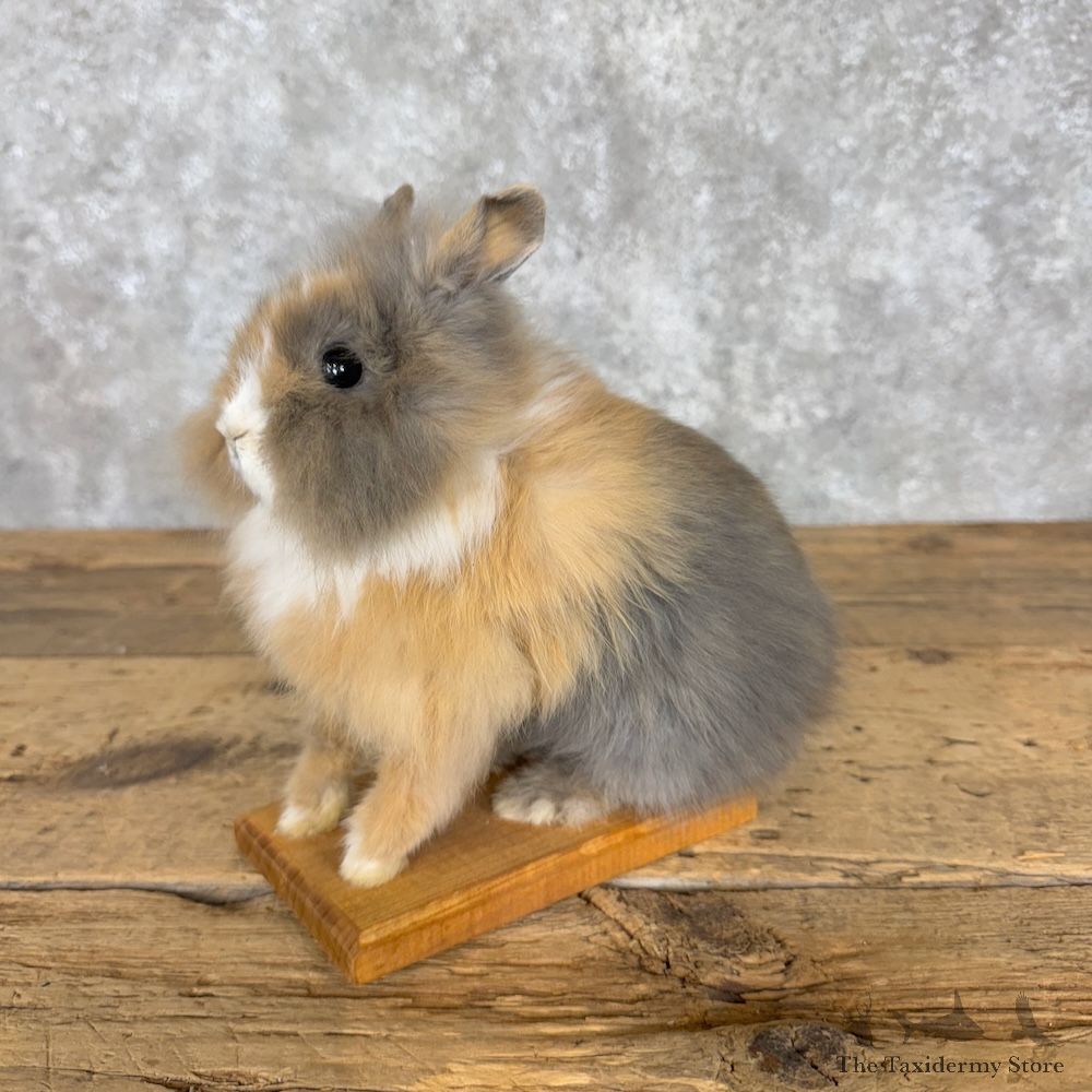Teddy Dwarf Rabbit Life-size Mount For Sale #30196 @ The Taxidermy Store