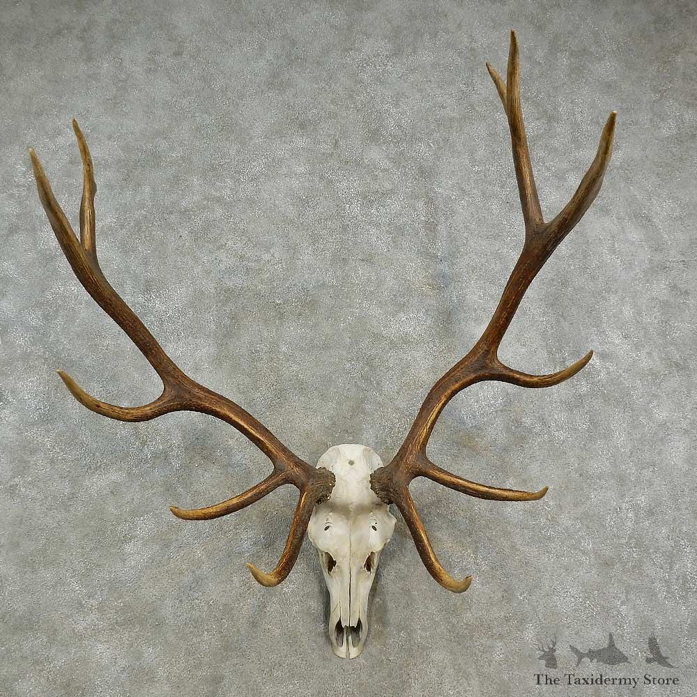 Rocky Mountain Elk Skull European Mount For Sale #16904 @ The Taxidermy Store