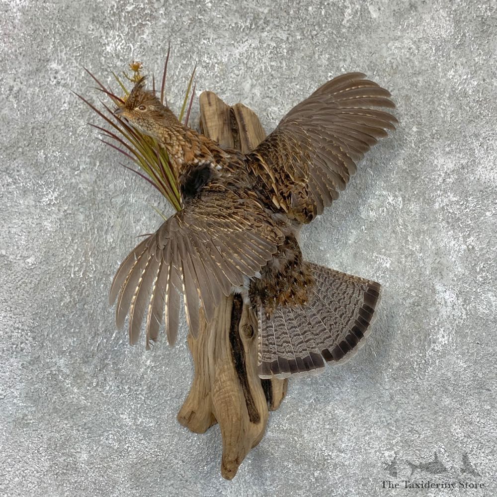 Ruffed Grouse Bird Mount For Sale #23532 @ The Taxidermy Store