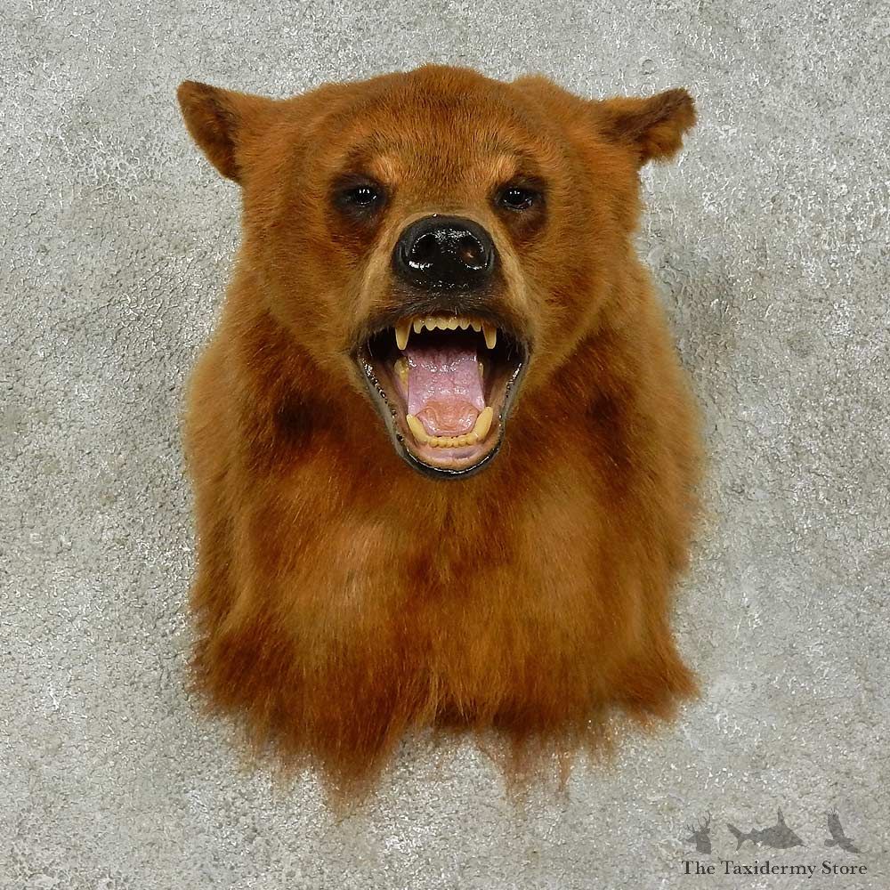 Black Bear Shoulder Mount For Sale #16216 @ The Taxidermy Store