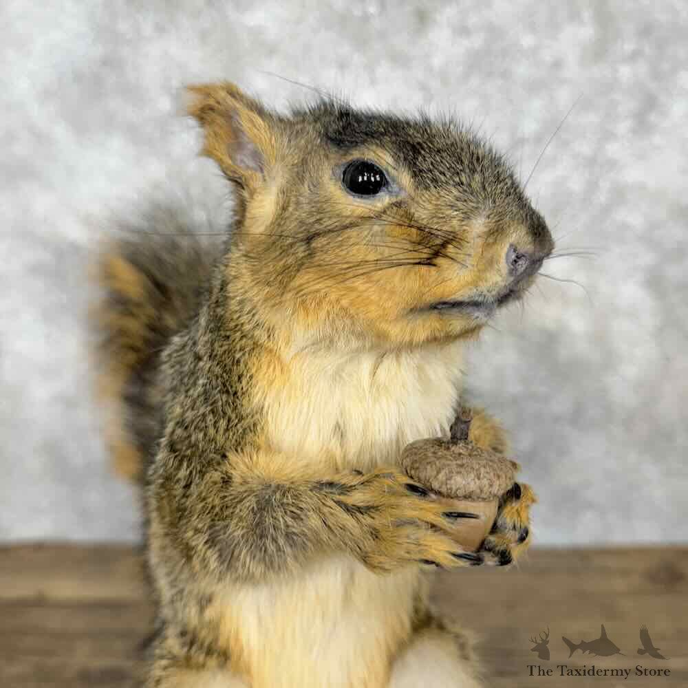 Fox Squirrel Life-Size Mount For Sale #30413 @ The Taxidermy Store