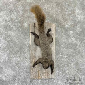 Melanistic Fox Squirrel Life Size Mount For Sale #32298 @ The Taxidermy Store