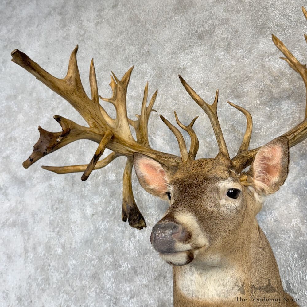 Whitetail Deer Shoulder Mount For Sale #29993 @ The Taxidermy Store