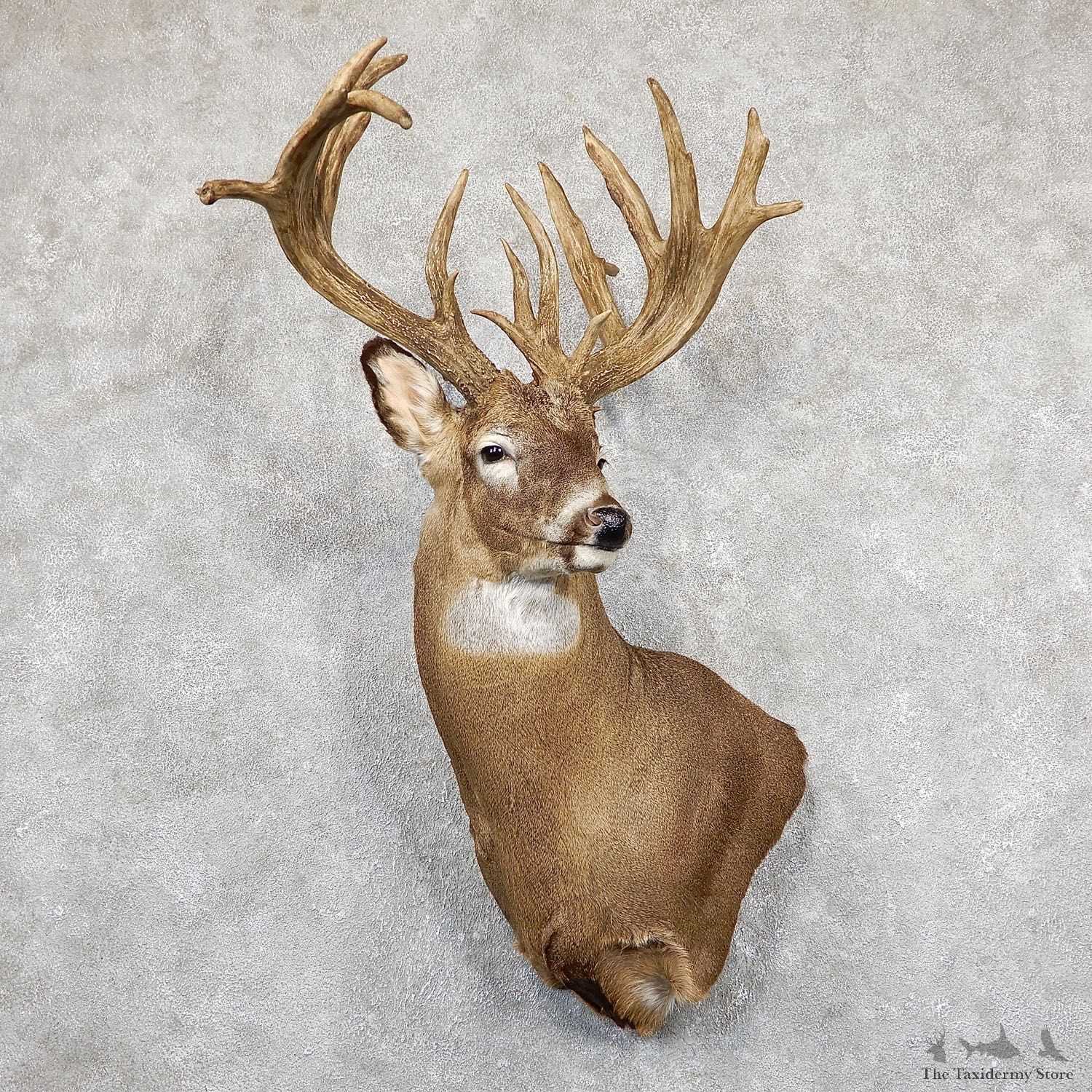 Whitetail Deer Shoulder Mount For Sale #19494 @ The Taxidermy Store