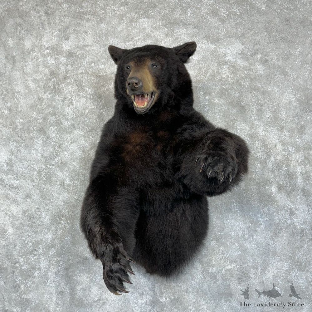 Black Bear Half-Life-Size Mount For Sale #29558 @ The Taxidermy Store