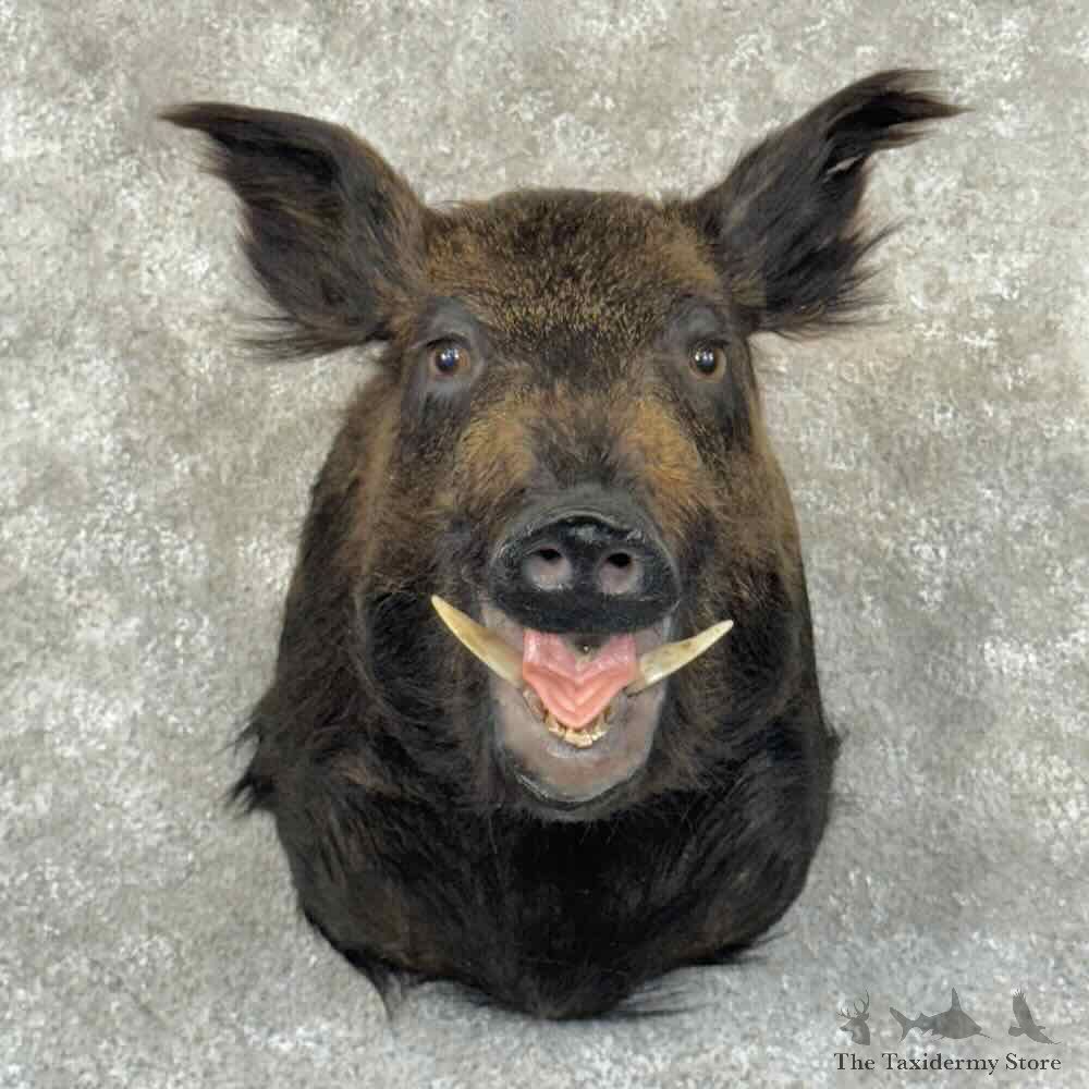 Wild Boar Shoulder Mount For Sale #30864 @ The Taxidermy Store